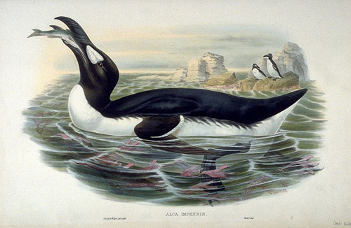 The Great Auk, a large flightless bird hunted to exinction by 1850. The University Museum, relocated to Cosin's Almshouses in 1876 included a stuffed great auk, purchased in 1830.